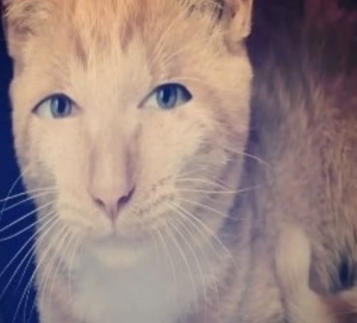 DUDECAT