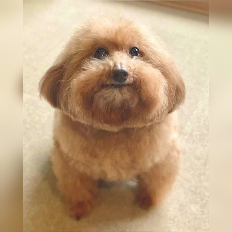FATDOG